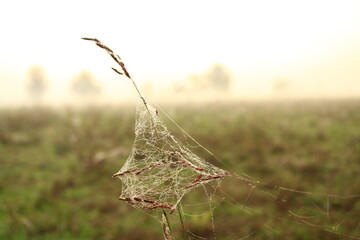 the fog at dawn in the cultivated fields of the countryside
