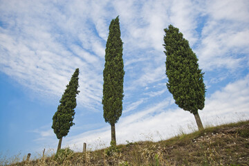 mussel cooked served in white dish
