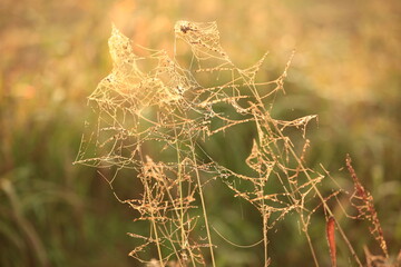 dew drops at sunrise in the field