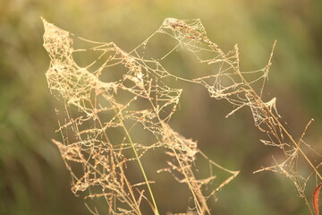 dew drops at sunrise in the field