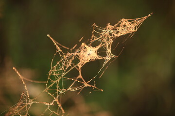 dew drops at sunrise in the field