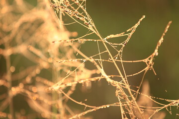 dew drops at sunrise in the field