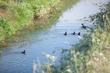 migratory birds in the swamp