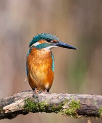 Kingfisher on a Mossy Branch with Soft Background