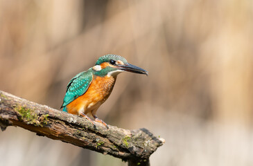 A kingfisher with a small prey in its beak sits on a branch above the river.