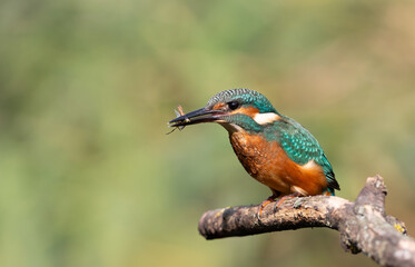Kingfisher Profile with Prey in Beak