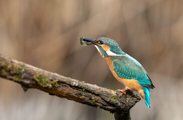 A kingfisher sits on a branch with its prey in its beak.