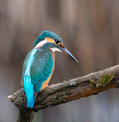 Kingfisher Staring Intently Down at the Water