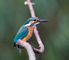 A striking portrait of a common kingfisher on a branch, its bright colors standing out against a dark, blurred green background.