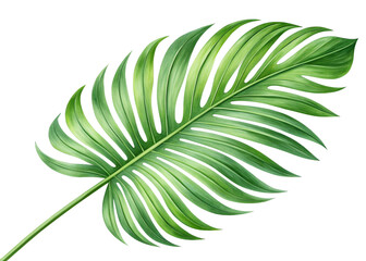 tropical nature green palm leaf isolated on transparent pattern background png file