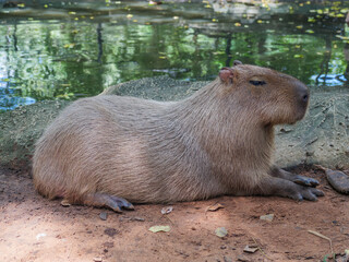 Capybara Resting by the Water's Edge