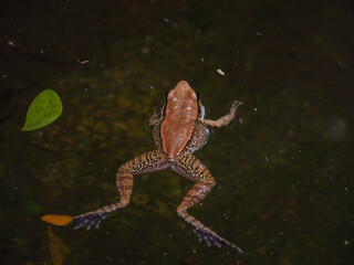 Frog Floating in Dark Water
