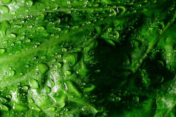 Green Leaf Surface Covered in Raindrops