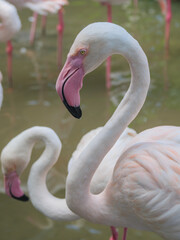Pale Pink Flamingos in Water