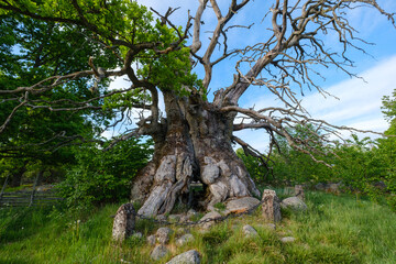 Kvilleken thousand year old oak in Sweden near Rumskulla