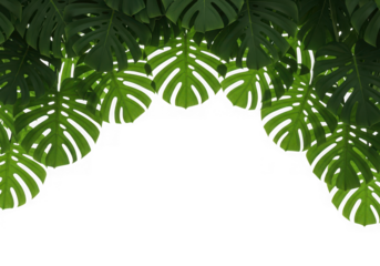 Vibrant green monstera deliciosa leaves a lush tropical foliage border at the top, isolated on transparent background