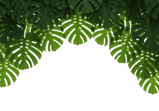 Vibrant green monstera deliciosa leaves a lush tropical foliage border at the top, isolated on transparent background