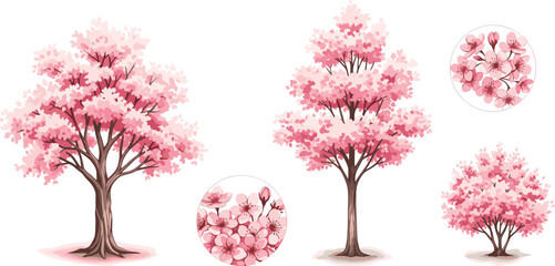 Beautiful Pink Cherry Blossom Trees and Close-up Flowers Isolated on White Background, Perfect for Spring, Nature, Asian, and Floral Design Vector Illustration