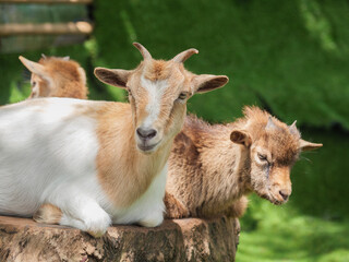 Two Goats Resting on a Log
