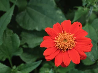 Vibrant Red-Orange Flower Close-up © nitinan