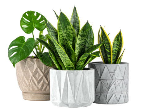 Three potted green houseplants in geometric concrete pots on black