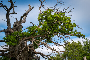 Kvilleken thousand year old oak in Sweden near Rumskulla