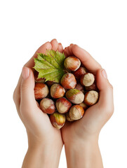 Human Hands Holding Fresh Hazelnuts on Transparent Background