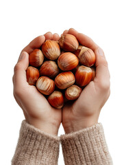 Human Hands Holding Fresh Hazelnuts on Transparent Background