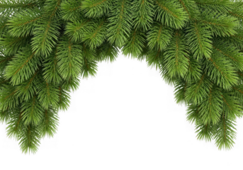 Vibrant green fir tree branches providing a natural frame, suitable for holiday greetings seasonal decorations, isolated on transparent background