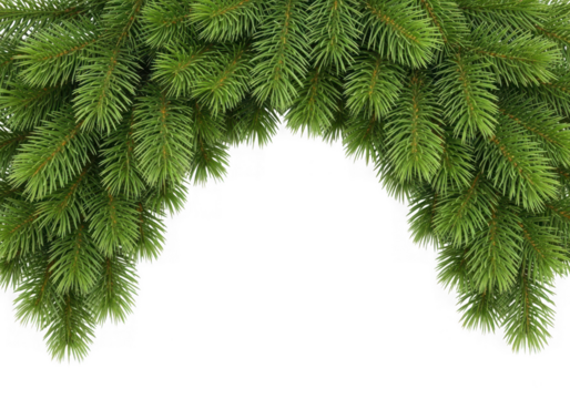 Vibrant green fir tree branches providing a natural frame, suitable for holiday greetings seasonal decorations, isolated on transparent background