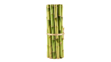 Isolated bundle of green bamboo stalks held together with natural twine for decoration or craft use