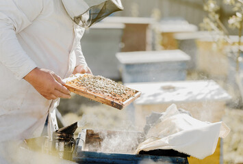 The beekeeper holds a frame with honey, honey, and bees. Close-up of beekeeping. Ecosystem and support for the life of bees.