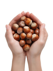 Human Hands Holding Fresh Hazelnuts on Transparent Background