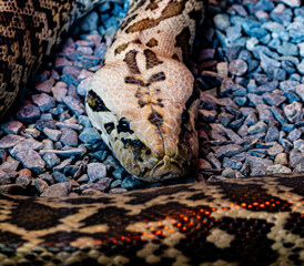 Close-up of a snake on a rocky surface. Detailed scales, body patterns, and eyes create an expressive, cautious look. The snake is partially coiled and fills the foreground.