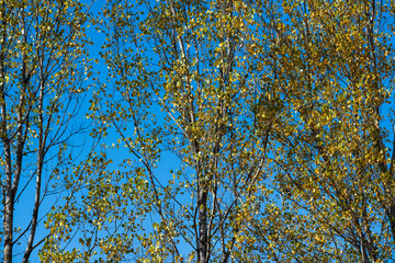Autumn forest scene with a rich blend of changing foliage, shrubs, and bare trees. Layers of warm seasonal colors—gold, orange, red, and green—fill the natural hillside.