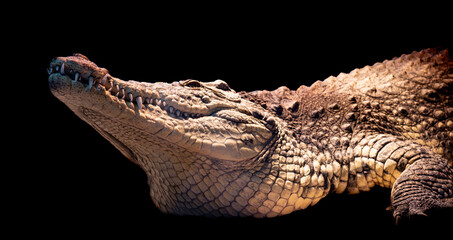 A large crocodile lies on the ground in a dark environment, showcasing its powerful body and textured scales. Sharp teeth, a massive head, and detailed skin texture are visible under dramatic lighting