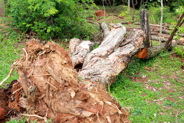 Obraz premium A large tree that fell over and was uprooted during a rain storm