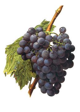 Ampelograhie, Rebsortenkunde, &Ouml;nologie, Weinbau, Weintraube, Weinrebe, Black Alicante grape