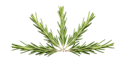 Isolated sprigs of fresh organic rosemary, culinary herb for cooking, flavoring food