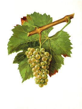 Ampelograhie, Rebsortenkunde, &Ouml;nologie, Weinbau, Weintraube, Weinrebe, Altesse grape