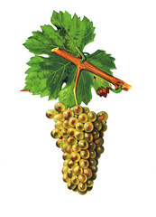 Ampelograhie, Rebsortenkunde, Önologie, Weinbau, Weintraube, Weinrebe, Mondeuse Blanche grape © Bildagentur-o