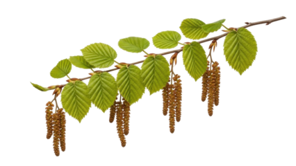 Isolated European hornbeam branch in spring with green leaves and catkins, no background