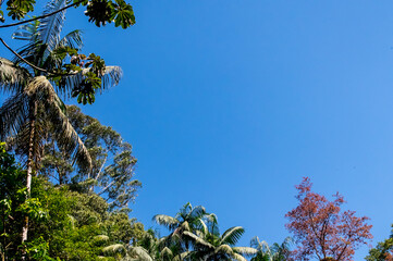 A frame of different trees against a blue sky
