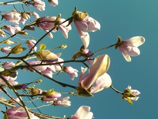 cherry blossom in spring