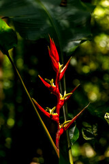Close-up of a beautiful red Heliconia farinosa flower