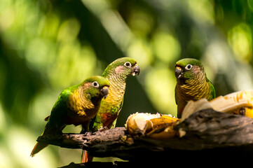 Free-range bird feeder with Maroon-bellied Parakeet (Pyrrhura frontalis) birds