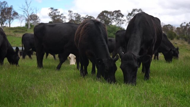 beautiful country landscape of wagyu cattle in Australia, grazing on pasture. Herd of free range beef cows being regenerative raised on an agricultural farm. Sustainable farming in tasmania 
