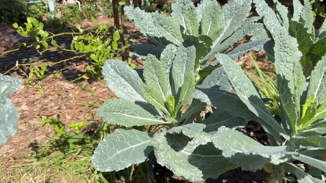 Lacinato kale in the garden. Cavolo nero in the field.