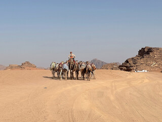 Dromedaries in Wadi Rum landscape, Jordan