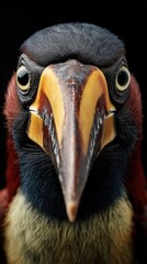 Fototapeta premium Portrait saisissant d'un toucan avec son bec coloré et ses yeux perçants